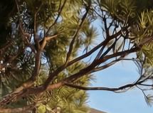 Evergreen Greenery